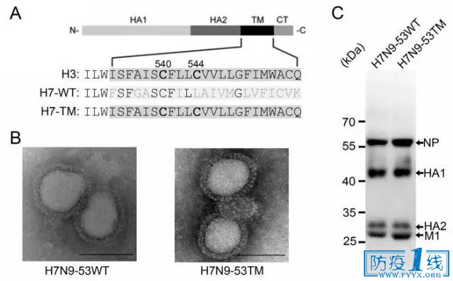 L(zhng)оF(tun)(du)H7N9вVVоI(lng)ȡͻM(jn)չ